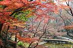 12月：初冬の小石川後楽園の紅葉 （東京 文京区・小石川後楽園）
